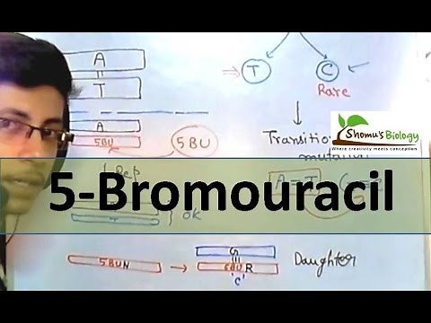 5 Bromouracil