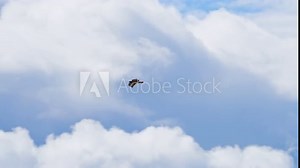Red-tailed hawk gliding through the sky against the clouds in Utah.