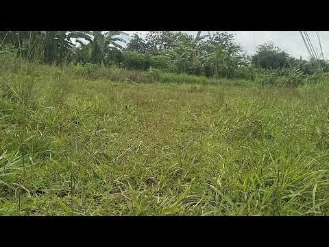 Relaxing Meadow Natural Sounds 🌿 Gentle Wind & Birds for Deep Sleep