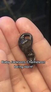 The miracle of life #life #chameleon | Chameleon Life