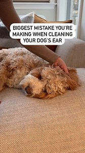 376K views · 11 reactions | SIGN DOG NEEDS EAR CLEANED  Does the...