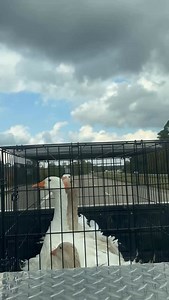 You’ve heard of duck duck goose, but have you ever seen a goose go duck duck? Bringing these guys home, Miles noticed they would all duck at the same time and we realized it was when we went under bridges. We got the biggest laugh out of them, every time they did it! #duckduckgoose #geese #gaggle #duck #bridge | Triple R Farms Hattiesburg, MS