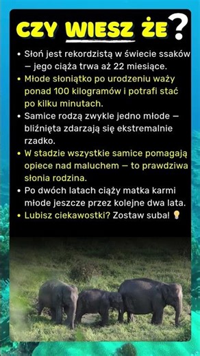 Jak Długo Słoń Nosi Ciążę?