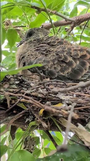 キジバト雛ちゃんの警戒音#キジバト#雛#警戒音#北海道野鳥LIVE#birdwatching#birdfeeder#野鳥観察#定点観測#北海道#hokkaido