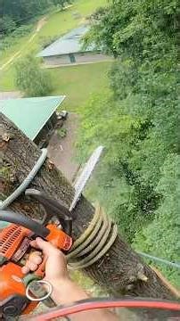 Hickory Tree Removal on a Hill! #pov #treework