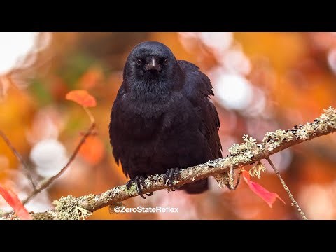 Fall Crow Fluff Out