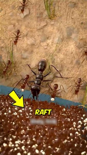 How Do Ants Survive Floods 🤔