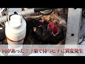 #4 カラスの巣、真上から観察してみた