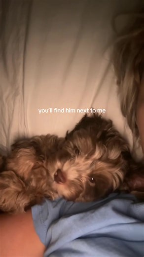 #cockapoo #doodle #puppy | mini cockapoo