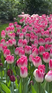 It’s time to plant bulbs! 🌷 Save 10% on our bulbs, just enter promo code ‘GIFT10’ at checkout 😉 #fallplanting #plantingtulips #flowerbulbs #tulips #flowergardening #gardeningideas #bulblasagne #hyacinth #plantingbulbs #autumnplanting #growingflowers #flowergarden theloveforgardening | DUTCH-BULBS.COM