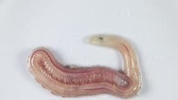 Sand Worm is the same species as sea worms , Living in a beach area...