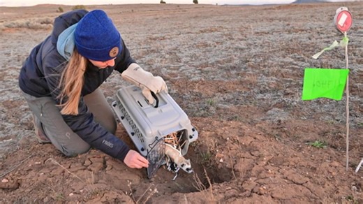 Endangered ferrets released in Arizona to boost population