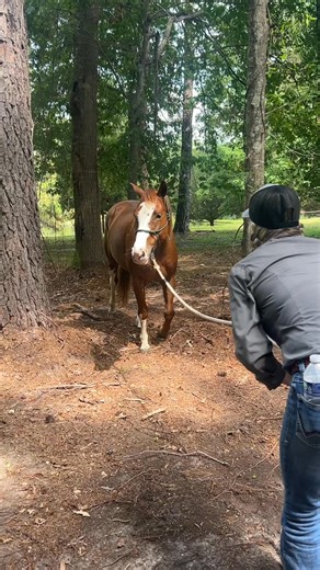 Last month we had such great Get Started With Parelli Clinic at our new campus called Parelli Landing in South Carolina 🐴 Students did a great job putting the relationship first while learning all of the essential Parelli groundwork tasks and techniques and had FUN! Do you want to Get Started with Parelli Natural Horsemanship? Join our next 3 day clinic on 📅 November 7 - 9 2025, in 📍Johnsonville, South Carolina We assure you it’s WAY more than cuddling horses, you will actually learn tons of 