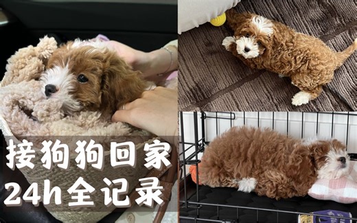 接狗狗回家啦！第一天全记录｜奥斯卡贵宾 Cavapoo｜粘人的小Moka