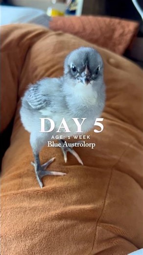 DAY 5: Blue Austrolorp Chick