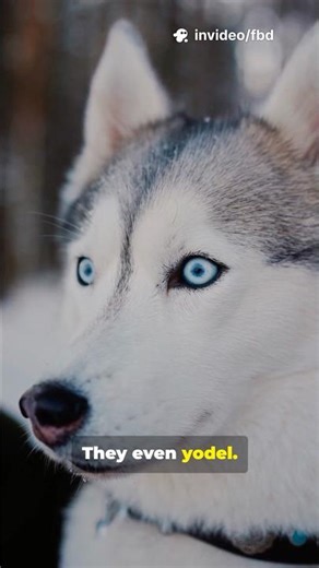 5 Wild Husky Facts You’ll Love!