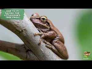 HOP TO IT! SAVING THE LITTLEJOHN'S TREE FROG