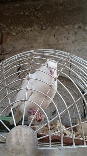 suara puter putih gayer