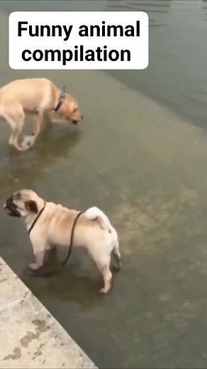 Funny animal compilation #reel #explorer #compilation | Jeansonel Philidors