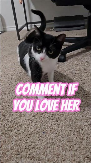 Who’s Ready to Rave About Milky The Cat?