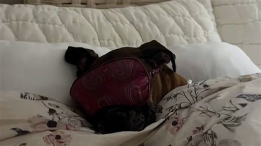 Pet Boxer Poppy gets tucked into bed by Grandpa after couch drama in viral video