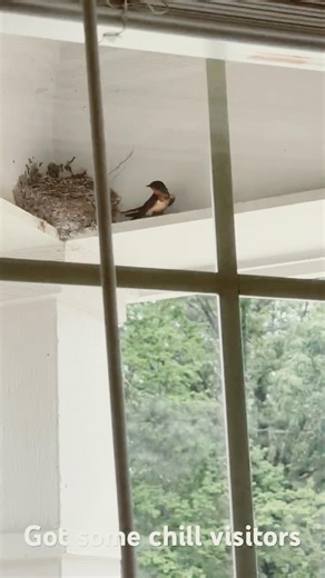 Look at this dude bro#Bird #birdwatching #Chill #Cool