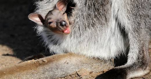 Watch: World's first kangaroo embryo made by humans