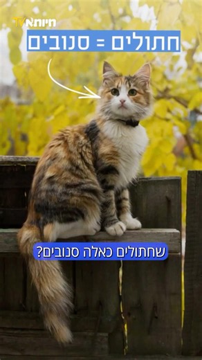 למה חתולים לא נחמדים? | חיותא TV
