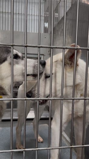 Sarah - SEAACA shelter volunteer 🐶 on Instagram: "✨Ash + Ember are safe with @myforeverlove_rescue ! Ash and Ember are scheduled to lose their lives at SEAACA shelter on Friday, 10/24, at 2pm. These two petite little boys arrived at SEAACA together. Ash is the soft cream pup, and Ember is the black and white cutie. They’re young, underweight, and arrived scared. Despite everything, they’ve remained so sweet, curious, and gentle. Because they came in malnourished, their immune systems are weak, 