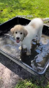 4.3K views · 123 reactions | Ben is pre Joy!! Great Pyrenees, great Pyrenees puppies, livestock guardian, livestock Guardian dogs, puppy training, dog training, adorable puppies, working dog, livestock guardian breed, LGD, homestead education, Tennessee farm, dog breeder, big white dog, giant dogs, dog pool | Hilltop Great Pyrenees | Facebook