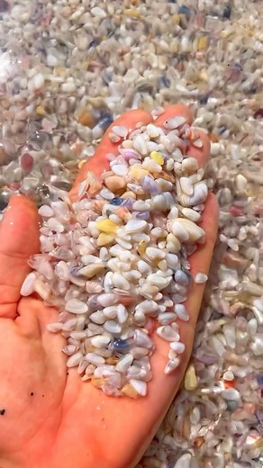 Coquinas are so much fun to watch🌴🌴🌴🌴 * * * #shells #beachcombing #sarasota #florida #beach #vacation | Follow Me To Longboat Key