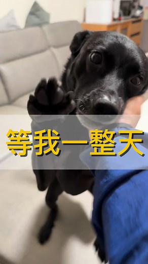 有養狗才懂的幸福感☺️ 每天我們回家就會high到不行的黑狗咘 | 動肌動-Moveit