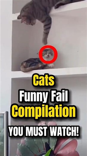 Funny Cats Fail Compilation 😹 Epic Cat Fails | Try Not to Laugh #FunnyCats #CatFails #ViralCatShorts