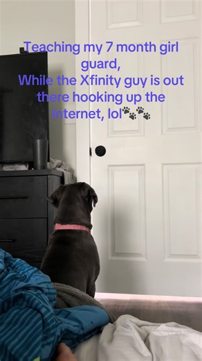 Training My Cane Corso to Guard