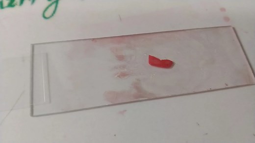 【生物实验】用苏丹三检验脂肪