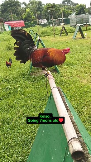 596K views · 6.3K reactions | Senyales Ng pagiging Matalino! #friends #followers #highlightsシ゚ #followerseveryone #viralreelsシ #fbreelsvideo #reelstrending #reelsfacebook #reelschallenge #Disclaimer: No animals were harmed or abuse filming this video for breeding en content purposes only. | Chrisler Florentino | Facebook