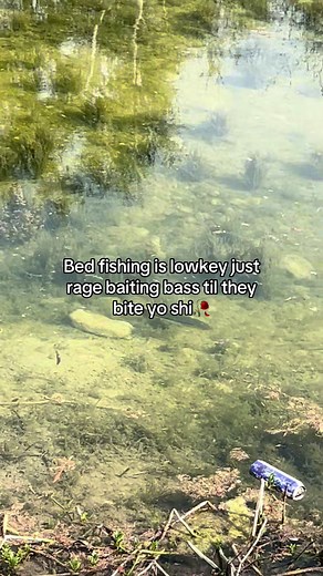 Bed fishing in a nutshell!😭 #fishing #fishtok #fishingvideos | wild kratts fish bed