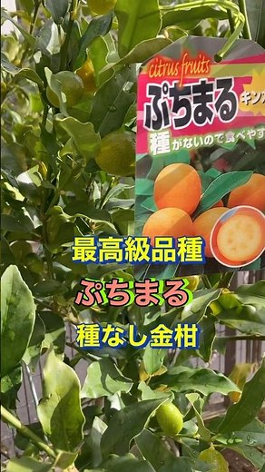 最高級品種、ぷちまる、種なし金柑