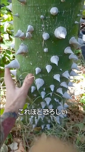 Exploding Tree [World's Most Dangerous Tree]