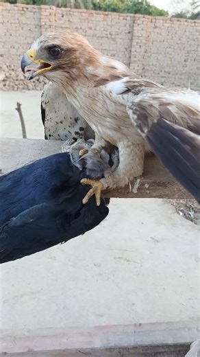 Booted Eagle hunted crow #foryoupagereels | Eaghle Supar Hunter