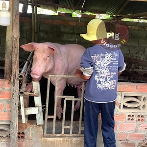 Feeding My Pig Daily | Pig Videos