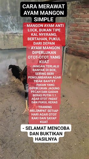 🐓 CARA MERAWAT AYAM MANGON JUARA Ayam mangon: gaya bertahan & pukul dari depan (anti lock). Tipsnya: ✅ OTOT KUAT = dasar utama performa ✅ JANGAN TERLALU BANYAK DI BOX = sering beri pengumbaran agar tidak bantet ✅ PAKAN 1:1 = jagung pecah gabah beras putih, bisa tambah tepung ikan ✅ LATIHAN MELOMPAT = setiap hari buat otot kaki & sayap kuat 💡 Jaga kebersihan kandang juga ya! #AyamMangon #MerawatAyam #AyamJuara #KontenAyam #fyp #Virall | Fauzi Framline