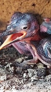 Raising baby birds #015 #birds #babybird #babybirthday #babybirdsnest #birdwatching #videos #VideosFacebook #birdlovers #birdwatching #birdsofinstagram #usa #USAToday #indonesia #video2024 #birdphotography #reelsvideoシ #reelsviralfb #reelitfeelit #reelsfb #reelsofinstagram #videoreels2024 #reelsbaby #babyreels #indonesia #review | Review Birds