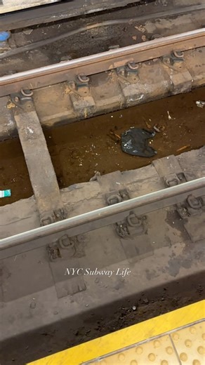 37K views · 99 reactions | The Rats  Are Running Out of Food Down There… #NYCSubway #NYC #MTA #NewYorkCitySubway #LIRR #SubwayTrain #NYCTransit You can now buy me a coffee: https://bmc.link/NYCSubwayLife | NYC Subway Life | Facebook