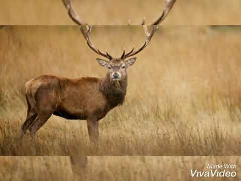 CANCIÓN EL VENADO - MERENGUE 1995