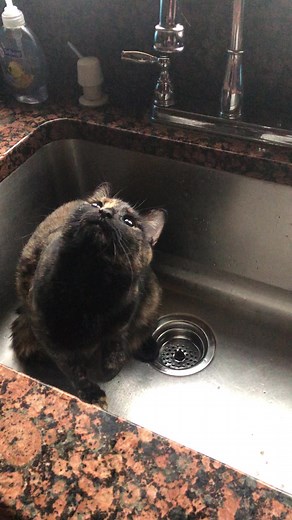 Patience with Sink Cats: A Heartwarming Journey
