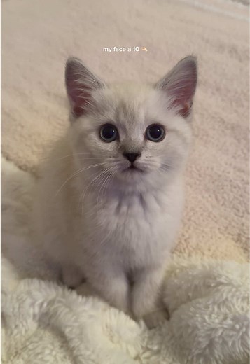 Adorable Scottish Fold Kittens Taking Over TikTok
