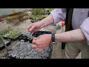 Abutilon - Care Guide - Burncoose Nurseries