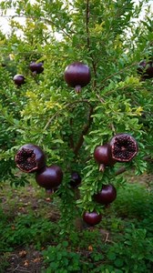 Black Pomegranate | DrKeshav Rajhansa