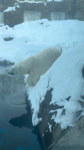 Pittsburgh Zoo & Aquarium on Instagram: "Never too late for a polar plunge in January! As you might imagine, our Queen of the Cold, Snowflake the polar bear, had a wonderful time out in the snow. Our dedicated team members, who have been braving the winter conditions, are making sure the Zoo stays fun even when we are closed. We look forward to seeing you on Saturday for our regular off-season operating hours. You can read about the care that Snowflake receives in our Snowflake Updates on our we